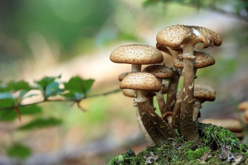 Magical Mushroom Caps